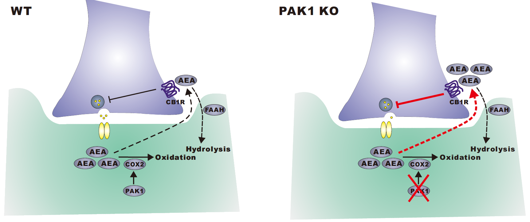 kinase 1 restricts tonic endocannabinoid signaling